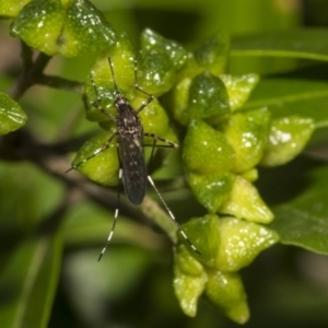 Culicidae (family) at Hackett, ACT - 11 Dec 2018 09:58 AM