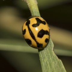 Coccinella transversalis (Transverse Ladybird) at Hackett, ACT - 11 Dec 2018 by AlisonMilton