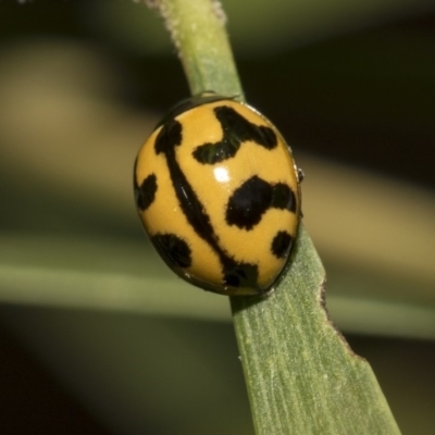 Coccinella transversalis (Transverse Ladybird) at ANBG - 11 Dec 2018 by AlisonMilton