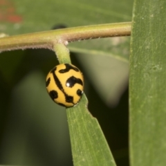 Coccinella transversalis at Hackett, ACT - 11 Dec 2018 10:05 AM