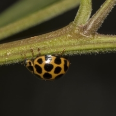 Harmonia conformis (Common Spotted Ladybird) at Hackett, ACT - 11 Dec 2018 by AlisonMilton