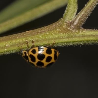 Harmonia conformis (Common Spotted Ladybird) at ANBG - 10 Dec 2018 by Alison Milton