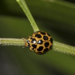 Harmonia conformis (Common Spotted Ladybird) at ANBG - 11 Dec 2018 by AlisonMilton