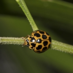 Harmonia conformis at Hackett, ACT - 11 Dec 2018 10:10 AM