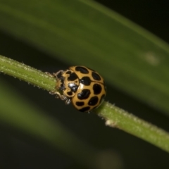 Harmonia conformis at Hackett, ACT - 11 Dec 2018