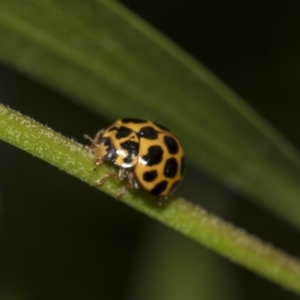 Harmonia conformis at Hackett, ACT - 11 Dec 2018 10:10 AM