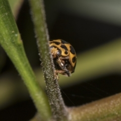 Harmonia conformis at Hackett, ACT - 11 Dec 2018