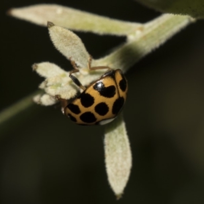 Harmonia conformis (Common Spotted Ladybird) at Hackett, ACT - 11 Dec 2018 by AlisonMilton