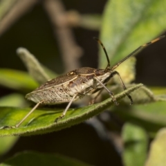 Poecilometis strigatus (Gum Tree Shield Bug) at ANBG - 11 Dec 2018 by AlisonMilton