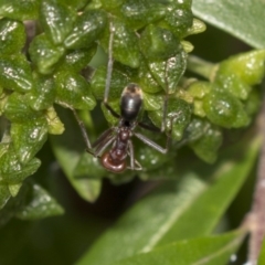 Iridomyrmex purpureus (Meat Ant) at Hackett, ACT - 10 Dec 2018 by Alison Milton