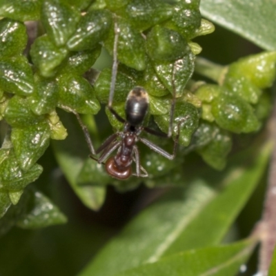 Iridomyrmex purpureus (Meat Ant) at Hackett, ACT - 11 Dec 2018 by AlisonMilton