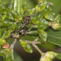 Iridomyrmex purpureus at Hackett, ACT - 11 Dec 2018