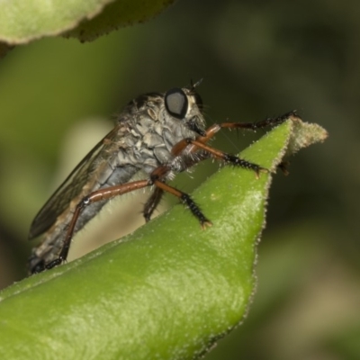 Asilinae sp. (subfamily) (Unidentified asiline Robberfly) at ANBG - 10 Dec 2018 by Alison Milton