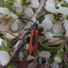 Stenoderus suturalis (Stinking Longhorn) at Gigerline Nature Reserve - 9 Dec 2018 by michaelb