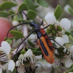 Stenoderus suturalis at Tharwa, ACT - 9 Dec 2018 07:28 PM