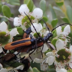 Stenoderus suturalis at Tharwa, ACT - 9 Dec 2018