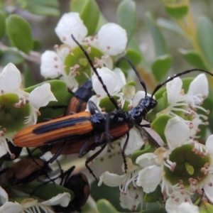 Stenoderus suturalis at Tharwa, ACT - 9 Dec 2018 07:28 PM