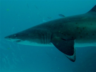 Carcharias taurus (Grey Nurse Shark) at Merimbula, NSW - 10 Dec 2018 by rickcarey