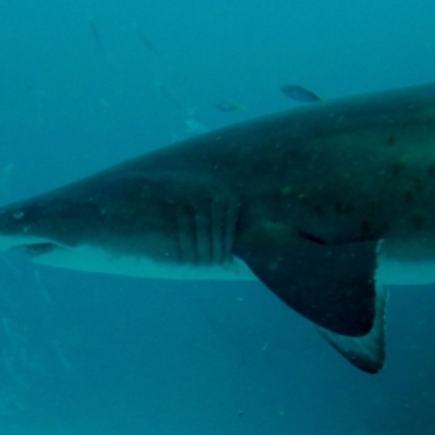 Carcharias taurus (Grey Nurse Shark) at Merimbula, NSW - 11 Dec 2018 by rickcarey