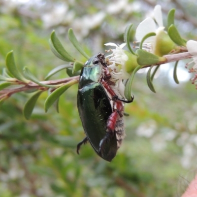Repsimus manicatus montanus (Green nail beetle) at Gigerline Nature Reserve - 9 Dec 2018 by michaelb