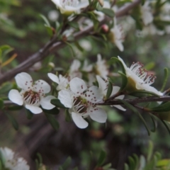 Leptospermum obovatum (River Tea Tree) at Tennent, ACT - 9 Dec 2018 by MichaelBedingfield