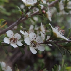 Leptospermum obovatum (River Tea Tree) at Tennent, ACT - 9 Dec 2018 by michaelb