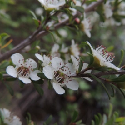 Leptospermum obovatum (River Tea Tree) at Tennent, ACT - 9 Dec 2018 by MichaelBedingfield