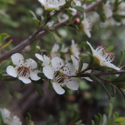 Leptospermum obovatum (River Tea Tree) at Gigerline Nature Reserve - 9 Dec 2018 by michaelb