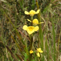 Diuris monticola (Highland Golden Moths) at Cotter River, ACT - 9 Dec 2018 by MatthewFrawley