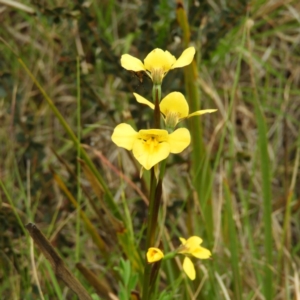 Diuris monticola at Cotter River, ACT - suppressed