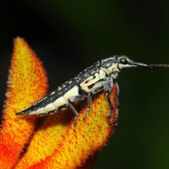 Rhinotia sp. (genus) (Unidentified Rhinotia weevil) at ANBG - 8 Dec 2018 by TimL