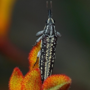 Rhinotia sp. (genus) at Acton, ACT - 8 Dec 2018