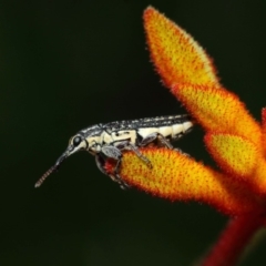 Rhinotia sp. (genus) at Acton, ACT - 8 Dec 2018