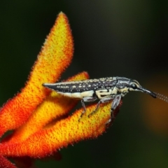 Rhinotia sp. (genus) at Acton, ACT - 8 Dec 2018 02:00 PM