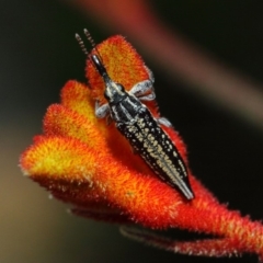 Rhinotia sp. (genus) at Acton, ACT - 8 Dec 2018