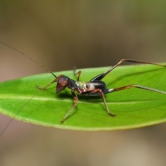 Tettigoniidae (family) (Unidentified katydid) at ANBG - 6 Dec 2018 by TimL