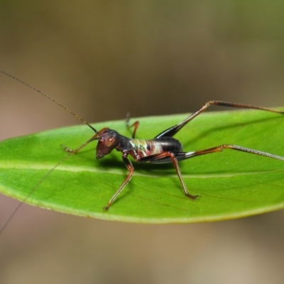 Tettigoniidae (family) (Unidentified katydid) at Acton, ACT - 6 Dec 2018 by TimL