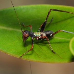 Tettigoniidae (family) at Acton, ACT - 7 Dec 2018 09:24 AM