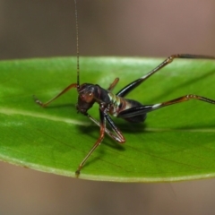 Tettigoniidae (family) at Acton, ACT - 7 Dec 2018