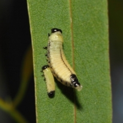 Paropsisterna cloelia (Eucalyptus variegated beetle) at Acton, ACT - 7 Dec 2018 by TimL