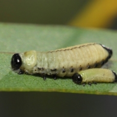 Paropsisterna cloelia at Acton, ACT - 7 Dec 2018 09:15 AM