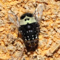 Amphibolia (Amphibolia) ignorata (A bristle fly) at ANBG - 8 Dec 2018 by TimL