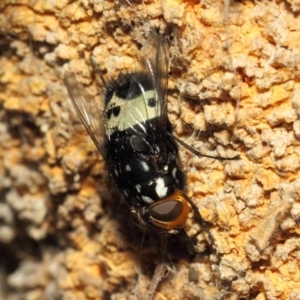 Amphibolia (Amphibolia) ignorata at Hackett, ACT - 8 Dec 2018 12:18 PM