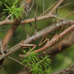 Archimantis latistyla (Stick Mantis, Large Brown Mantis) at ANBG - 8 Dec 2018 by TimL