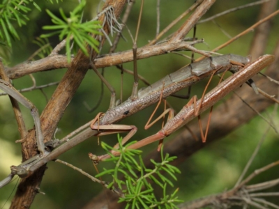 Archimantis latistyla (Stick Mantis, Large Brown Mantis) at Acton, ACT - 8 Dec 2018 by TimL