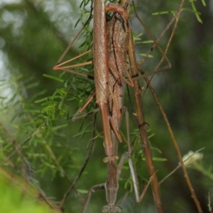 Archimantis latistyla at Acton, ACT - 8 Dec 2018 12:32 PM