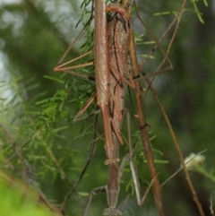 Archimantis latistyla at Acton, ACT - 8 Dec 2018