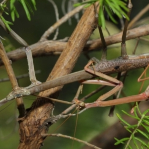 Archimantis latistyla at Acton, ACT - 8 Dec 2018