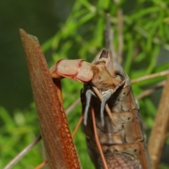 Archimantis latistyla at Acton, ACT - 8 Dec 2018 12:32 PM