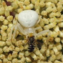 Thomisus spectabilis (Spectacular Crab Spider) at Acton, ACT - 8 Dec 2018 by TimL